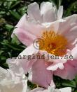 Paeonia lactiflora 'Sea Shell'