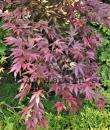 Acer palmatum 'Bloodgood'