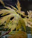 Acer saccharinum 'Laciniatum Wieri'