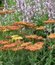 Achillea 'Terracotta'