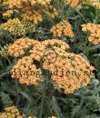 Achillea 'Terracotta'