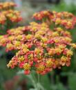 Achillea 'Walther Funcke'