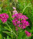 Achillea millefolium 'Cerise Queen'