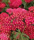 Achillea millefolium 'Red Velvet'