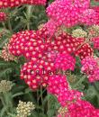 Achillea millefolium 'Red Velvet'
