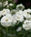 Achillea ptarmica var. multiplex 'The Pearl'