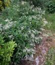 Aconogonon alpinum