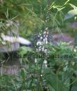 Actaea dahurica