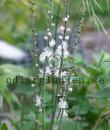 Actaea dahurica