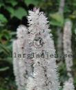 Actaea simplex 'Atropurpurea'