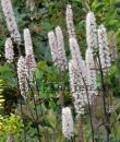 Actaea simplex 'Atropurpurea'