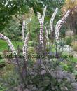 Actaea simplex 'Black Negligee'