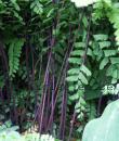 Adiantum pedatum