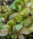 Ajuga reptans 'Best Buddies Toffee'