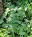 Alchemilla mollis