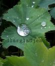 Alchemilla mollis