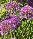 Allium 'Millenium'