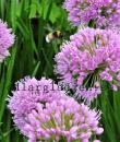 Allium 'Millenium'