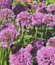 Allium 'Millenium'