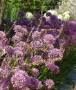 Allium 'Millenium'