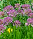 Allium 'Millenium'