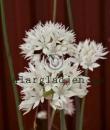 Allium amplectens &#039;Graceful Beauty&#039;