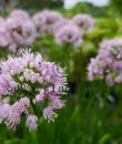 Allium angulosum &#039;Summer Beauty&#039;