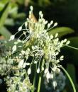 Allium carinatum ssp. pulchellum &#039;Album&#039;