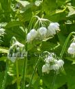 Allium cernuum &#039;White Master&#039;
