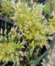 Allium chloranthum