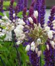 Allium convallarioides &#039;Pink&#039;