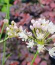 Allium denudatum