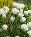 Allium schoenoprasum &#039;Wallington White&#039;