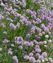 Allium schoenoprasum
