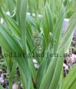 Allium scorodoprasum