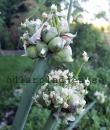 Allium x proliferum
