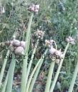 Allium x proliferum
