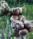 Allium x proliferum