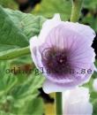 Althaea officinalis