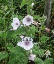 Althaea officinalis