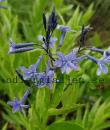 Amsonia 'Blue Ice'