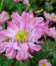 Anemone hupehensis var. japonica 'Pocahontas'
