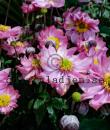 Anemone hupehensis var. japonica 'Pocahontas'
