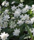 Anemone nemorosa 'Vestal'
