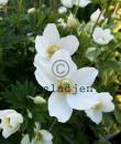 Anemone sylvestris