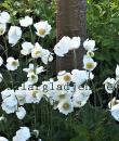 Anemone sylvestris