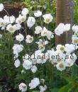 Anemone sylvestris