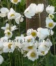 Anemone sylvestris