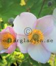 Anemone tomentosa &#039;Robustissima&#039;