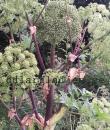 Angelica archangelica